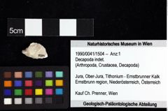 Foto (Objket + Etiketten) von Cracensigillatus acutirostris (Moericke, 1889) 